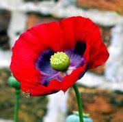 Flowers of the world 10 countries and their national flowers. Flowers Name In Hindi English à¤« à¤² à¤• à¤¨ à¤® Name Of Flowers List