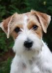 List of Jack Russell Terrier Mix Breed Dogs