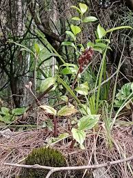 Image result for Malaxis weberbaueriana