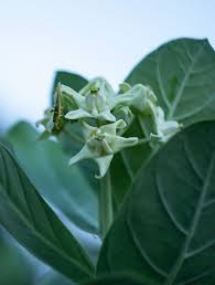 Image result for Calotropis gigantea
