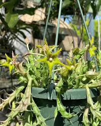 Image result for Orbea dummeri