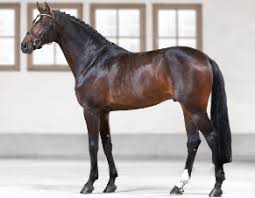 Mare doris day, impressed everybody at the age of 3 when she convinced judges of her talents during her mare performance test. Infodienst Haupt Und Landgestut Marbach Landgestut