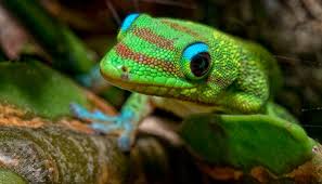 Gold dust day gecko filmed on maui, hawaii. Gold Dust Day Gecko Care Sheet Snaketracks Com