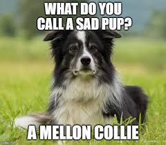 Border Collie Meme Dog Puns Border Collie Herding Dogs Breeds
