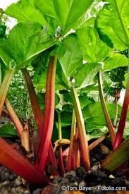Wir klären auf und geben tipps zum richtigen zeitpunkt und. Rhabarber Pflege Pflanzen Dungen Schnitt