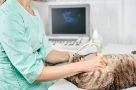 Veterinary Diagnostic Imaging: How It Keeps Pets Healthy | Veterinary  Healthcare Associates