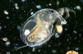 Image result for Micractis