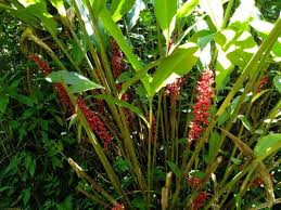 Image result for Renealmia africana