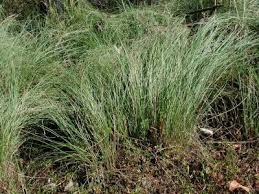Image result for Eragrostis curvula
