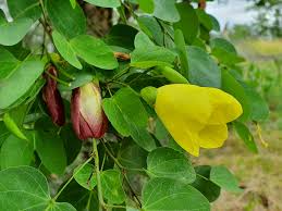 Image result for Bauhinia tomentosa