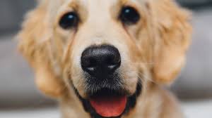 Golden retriever mix puppies are loving and dutiful. Golden Retriever Dalmatian Mix Goldmatian Shop For Your Cause