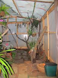 Image result for Rhipidoglossum rutilum