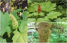 Medicinal Plants As Potential Functional Foods Or Resources For Obtaining Anticancer Activity Metabolites Sciencedirect