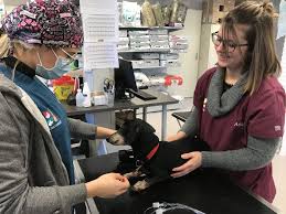 Votre chien a échappé à votre vigilance lors de l'ouverture de votre portail et a mordu une personne (ou un autre chien) dans la rue. De Nombreux Cas De Parvovirose En Belgique Une Maladie Contagieuse Qui Peut Tuer Votre Chien