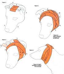 How To Bandage Your Dog S Ear Dog Grooming Dog Ear Dog Care