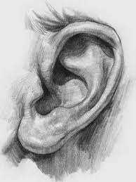 Our Ears And Nose Continue To Grow To The End Of Our Lives Today Pin Yuz Cizme Kulak Sanat Portfoy
