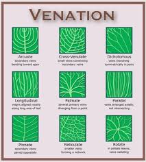 leaf venation leaves plants leaf structure