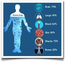 Water and fruit juices, for instance, hydrate more effectively than milk and soda drinks. Human Body 72 Water Human Body Unit Study Human Body Unit Human