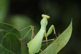 Image result for Isonema infundibuliflorum