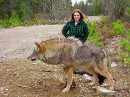 Wow That Wolf Is Huge A Wolf Demon Wolf Cute Animals Wild Animals Beautiful Wolves Wolf Hybrid Puppie Perros Enormes Perros Mascotas Animales Salvajes