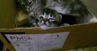 Pentingnya memperhatikan kucing yang hamil. Distokia Masalah Kucing Beranak Dystocia Cat Birth Difficulties Ini Adalah Bellarina Natasya