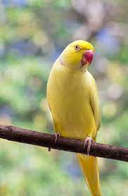 The expense of an indian ringneck parrot will typically depend upon the age, gender, the breeder offering it for sale, its species, colors, its general health, and the geographical area where you buy it from. Lutino Indian Ringneck By Vindemiatrixx Via Flickr Bird Parrot Pet Birds Pretty Birds
