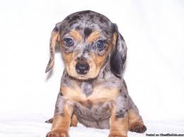 Miniature dachshund puppies for sale in iowa. Mini Dachshund Puppies For Sale Price 250 00 For Sale In Saucier Mississippi Dachshund Puppies For Sale Dachshund Puppy Miniature Dachshund Puppies