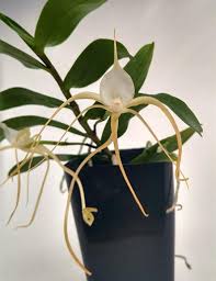 Image result for Angraecum minus