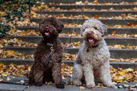 Wenn sie der italienische wasserhund oder lagotto welpen interessiert nehmen sie gerne kontakt zu uns auf. Lagotto Romagnolo Zucht Menden Italienische Wasserhunde Aus Dem Sauerland
