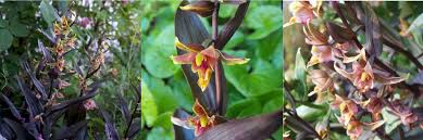 Wild growing conditions epipactis gigantea serpentine night. A New Colorful Epipactis Garden Orchid Phytesia
