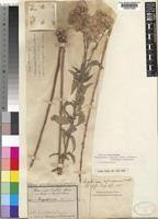 Image result for Stomatanthes