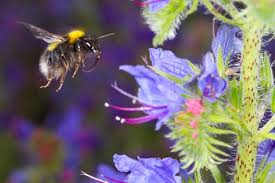 Flowers that attract bees and butterflies uk. How To Attract Bees To Your Garden Woodland Trust
