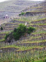 Vineyards In The Cote Rotie District Ampuis Rhone France Photo Per Karlsson Beau Paysage Les Plus Beaux Paysages Paysage