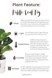 Fiddle Leaf Fig Care Wild Interiors Fiddle Leaf Fiddle Leaf Fig Fiddle Leaf Fig Care