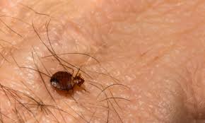 Image result for bed bugs droppings