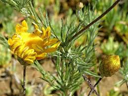 Image result for Leysera