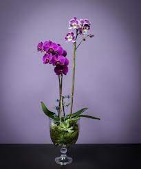 Orchid And Succulents Masterfully Created Like Only The Artisans At Breen S Florist Can This Statement Piece Same Day Flower Delivery Orchids Flower Delivery