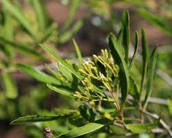 Image result for Nuxia oppositifolia