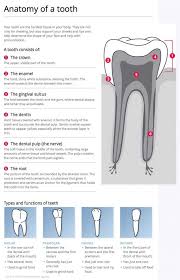 Check spelling or type a new query. Dental Anatomy Notation Bucco