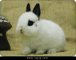 كن أول من يشاركنا برأيه! ØµÙˆØ± Ø£Ø­Ù„Ù‰ Ø£Ø±Ù†Ø¨ Home Facebook