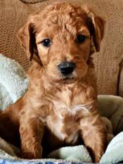 Tommy is a curious puppy with a playful personality. Goldendoodle Breeder Goldendoodle Puppies In South Carolina For Sale Georgia North Carolina Sc