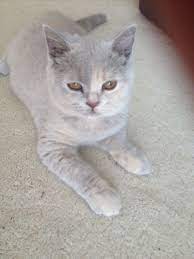 Their fur has various color and coat patterns, including white, black, cream, chocolate, lilac, and tortoiseshell. 17 Week Old Lilac Tortie British Shorthair Cats British Shorthair Animals