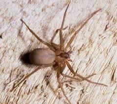 Initially, a black widow bite is moderately painful and accompanied by mild redness or swelling. Pin On Bugs