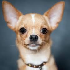 Check spelling or type a new query. Pomchi All About The Pomeranian Chihuahua Mix Breed