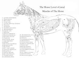 thlc muscles of the horse