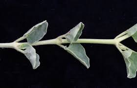 Image result for Commicarpus pilosus