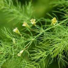 Image result for Asparagus devenishii