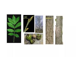 Image result for Juglandaceae