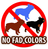 French Bulldog Fad Colors Explained French Bull Dog Club