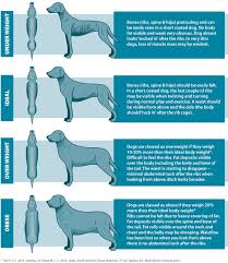 62 experienced cat muscle chart